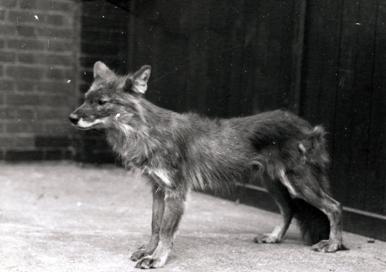 Dziki pies w ZSL London Zoo autorstwa Frederick William Bond