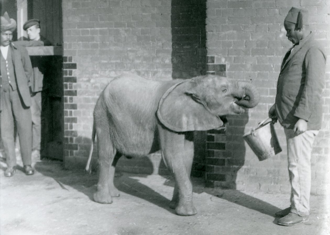 Młody słoń afrykański Kiberenge karmiony przez Darishę, podczas gdy Syed Ali patrzy w tle, londyńskie zoo, wrzesień 1923 (mc. zdjęcie) autorstwa Frederick William Bond