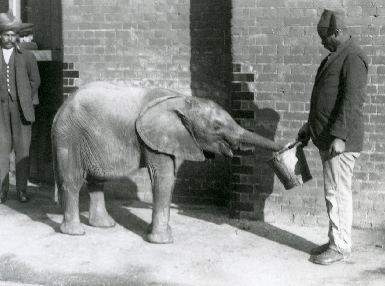 Młody słoń afrykański Kiberenge karmiony przez Darishę, podczas gdy Syed Ali patrzy w tle, londyńskie zoo, wrzesień 1923 (mc. zdjęcie) autorstwa Frederick William Bond