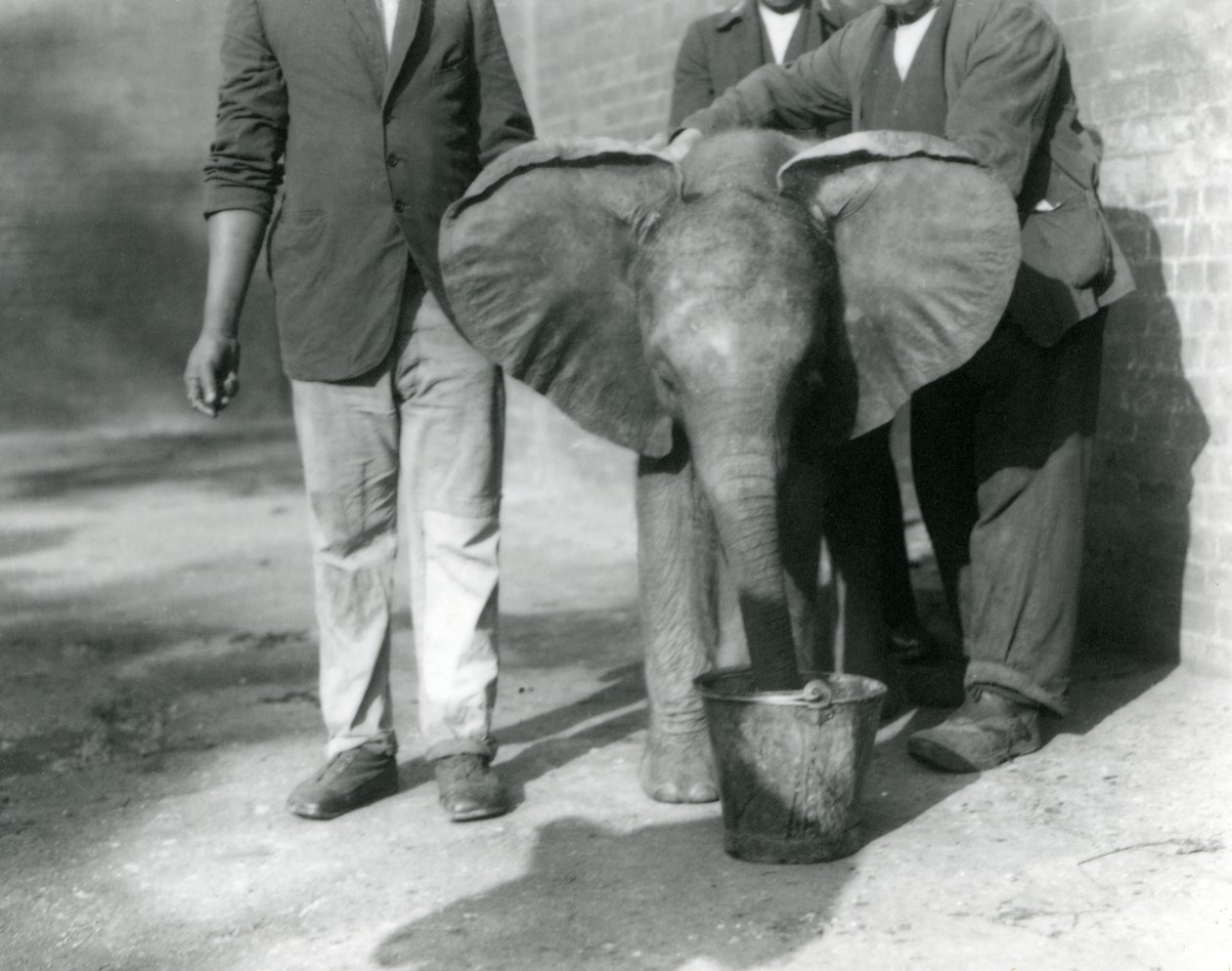Młody słoń afrykański Kiberenge otrzymuje drinka od Darishy i jego opiekunów, londyńskie zoo, wrzesień 1923 r. (mc. zdjęcie) autorstwa Frederick William Bond