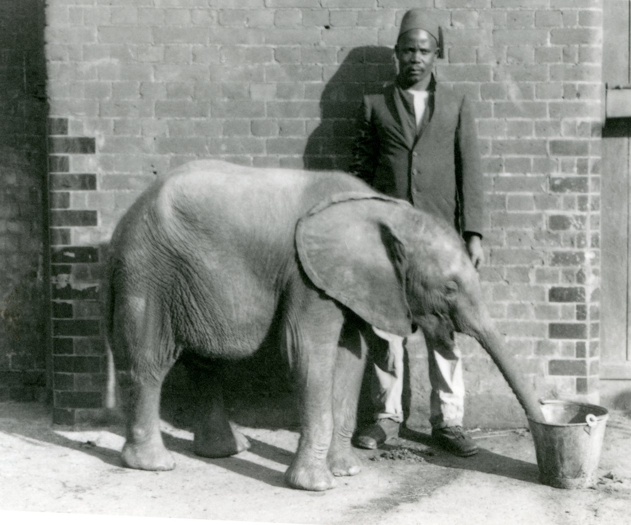 Młodemu słoniowi afrykańskiemu Kiberenge pije Darisha, londyńskie zoo, wrzesień 1923 r. (mc. zdjęcie) autorstwa Frederick William Bond