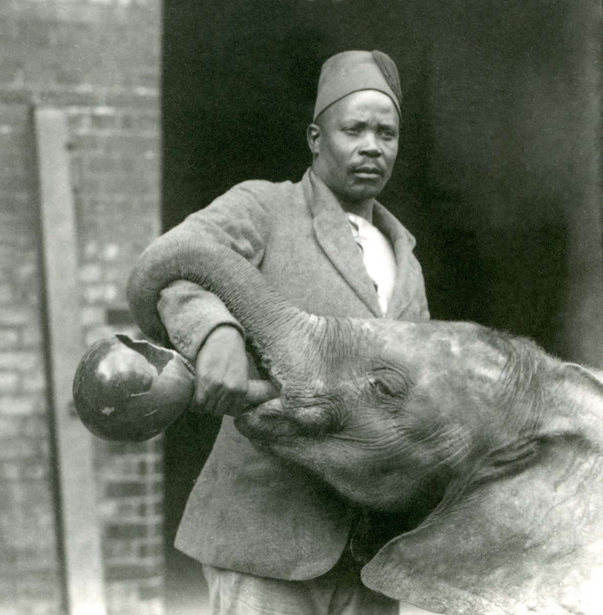 Młodemu słoniowi afrykańskiemu Kiberenge pije Darisha, londyńskie zoo, wrzesień 1923 r. (mc. zdjęcie) autorstwa Frederick William Bond