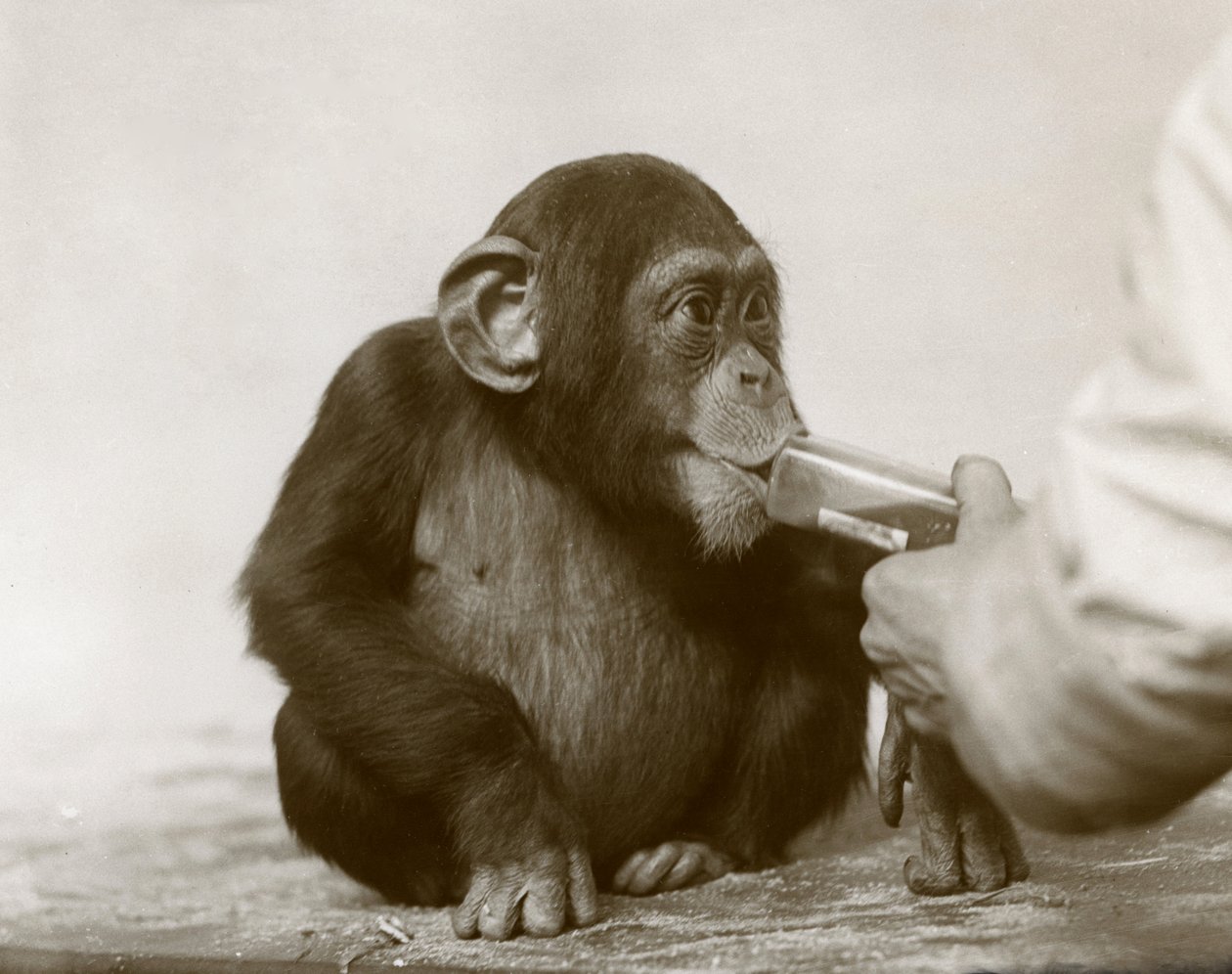 Młody szympans „Johnnie” spożywa tran w londyńskim zoo, kwiecień 1923 r. autorstwa Frederick William Bond