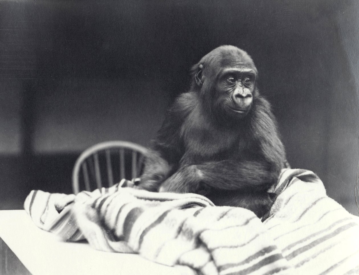 Młody goryl „John David”, siedzący na stole z kocem w londyńskim zoo w wieku 5 lat, sierpień 1919 autorstwa Frederick William Bond