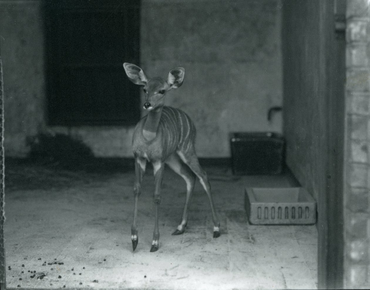 Młody Lesser Kudu w londyńskim zoo, 1914 autorstwa Frederick William Bond