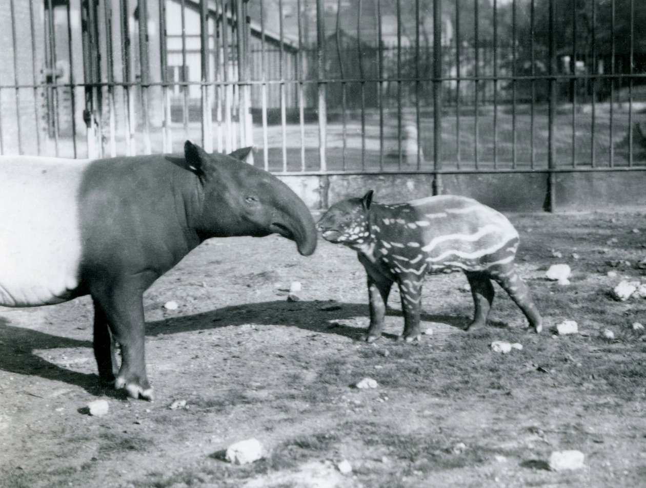 Młody tapir malajski z matką w londyńskim zoo, 5 października 1921 r. autorstwa Frederick William Bond