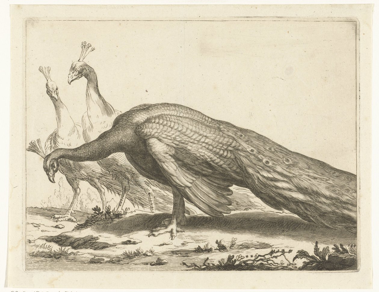 pawie Książka rysunkowa Abrahama Bloemaerta (tytuł serii) autorstwa Frederick Bloemaert