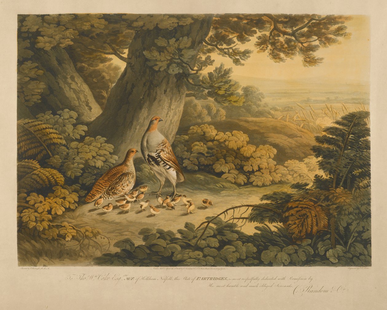 Kuropatwy (kolorowe grawerowanie) autorstwa Frederick Christian Lewis