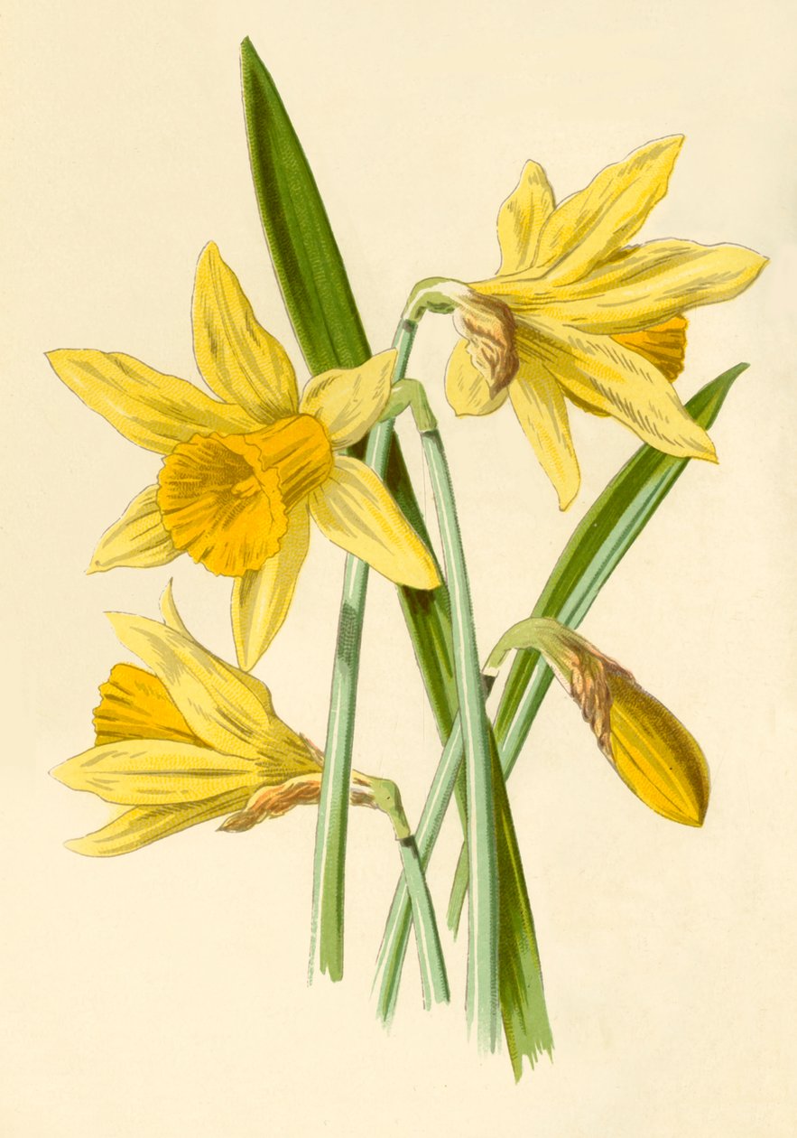 Żonkil, 1877. autorstwa Frederick Edward Hulme