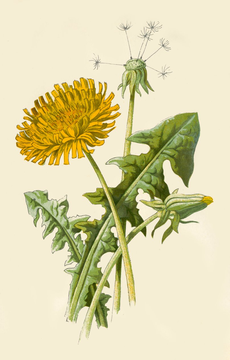 Dmuchawiec, 1877. autorstwa Frederick Edward Hulme