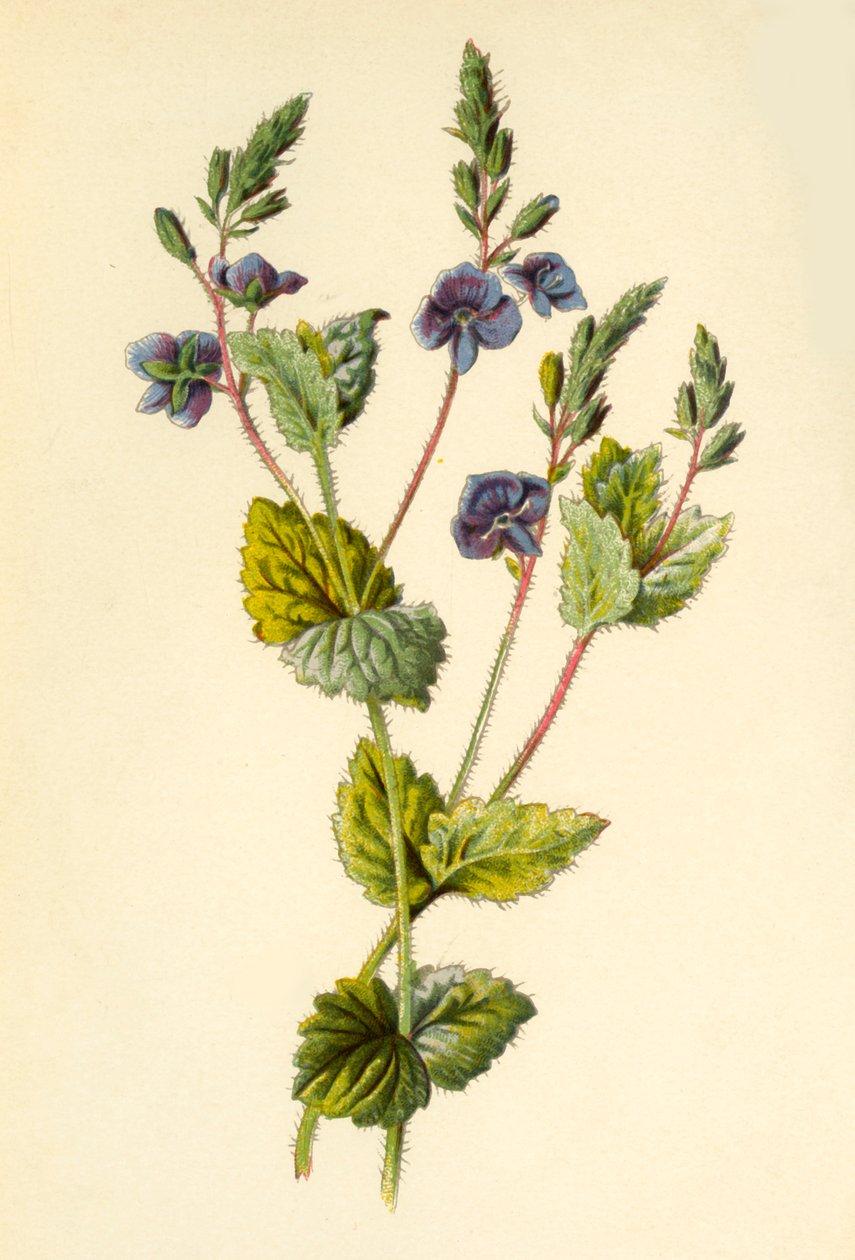 Germander Speedwell, 1877. autorstwa Frederick Edward Hulme