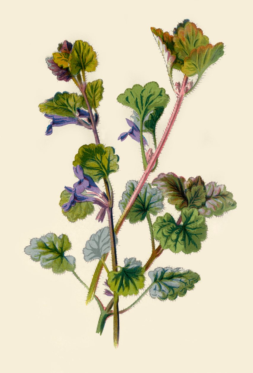 Bluszcz mielony, 1877. autorstwa Frederick Edward Hulme