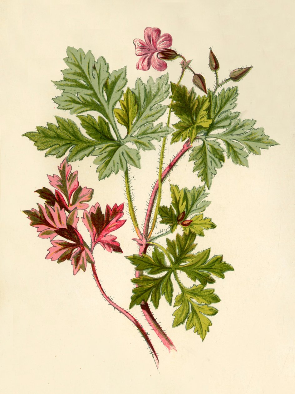 Herb-Robert, 1877. autorstwa Frederick Edward Hulme