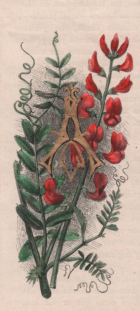 Litera A, litera kropkowana, akwarela, cm 10x5, autor: Frederick Edward Hulme (1841-1909) z albumu Znajomy kwiat ogrodowy, ok. 1880 r. autorstwa Frederick Edward Hulme
