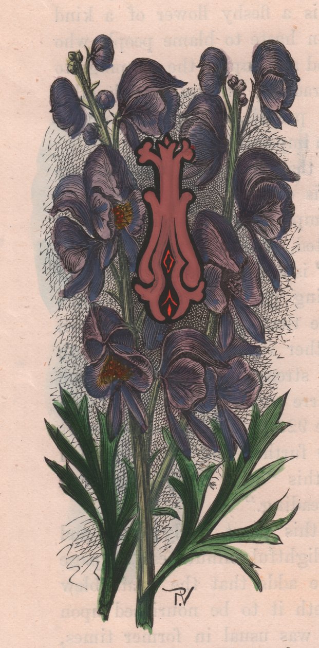 Litera I, litera kropkowana, akwarela, cm 10x5, autor: Frederick Edward Hulme (1841-1909) z albumu Znajomy kwiat ogrodowy, ok. 1880 r. autorstwa Frederick Edward Hulme