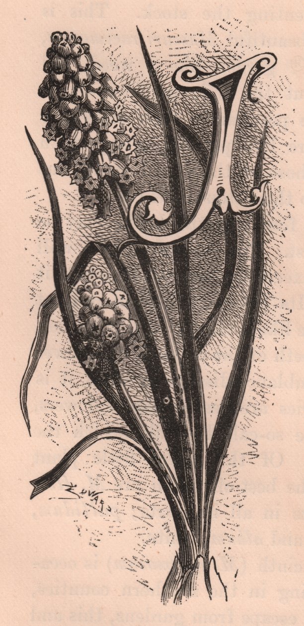 Litera J, litera kropkowana, rycina, cm 10x5, autor: Frederick Edward Hulme (1841-1909) z albumu Znajomy kwiat ogrodowy, ok. 1880 r. autorstwa Frederick Edward Hulme