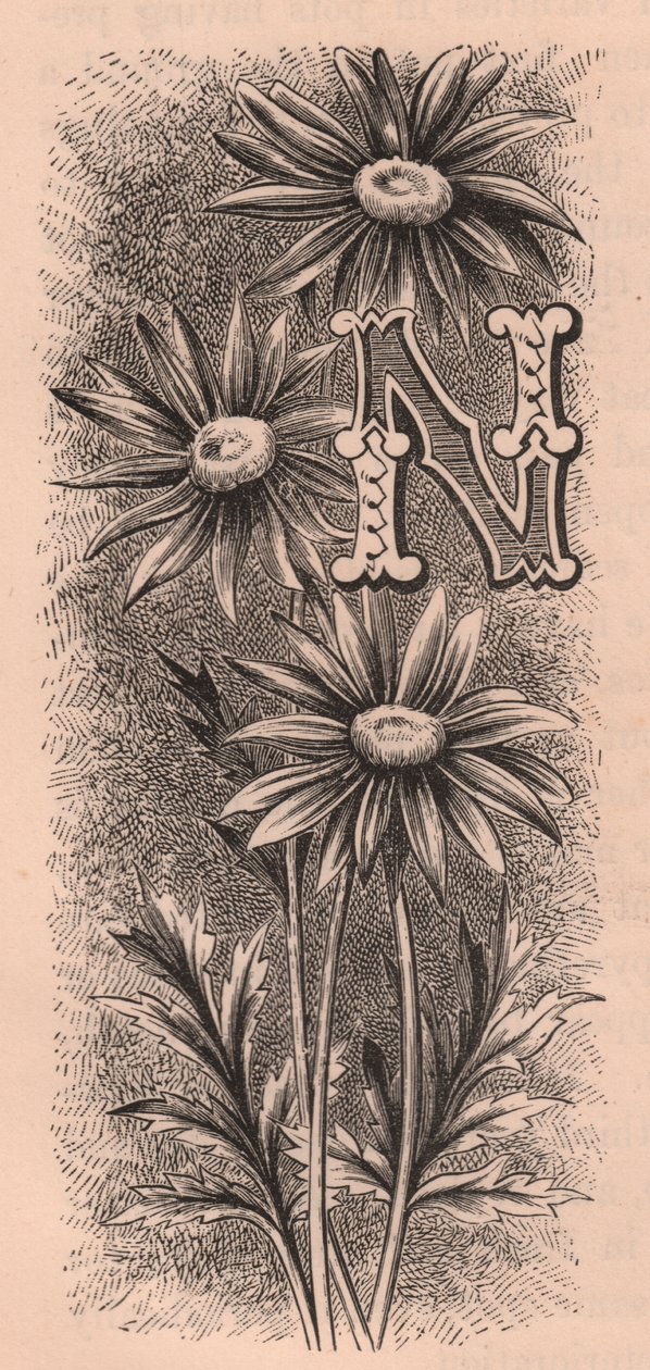 Litera N, litera typu drop cap, rycina, cm 10x5, autor: Frederick Edward Hulme (1841-1909) z albumu Znajomy kwiat ogrodowy, ok. 1880 r. autorstwa Frederick Edward Hulme