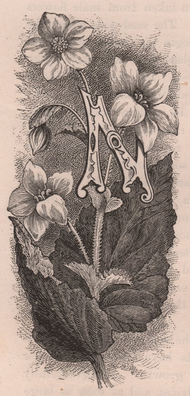 Litera N, litera typu drop cap, rycina, cm 10x5, autor: Frederick Edward Hulme (1841-1909) z albumu Znajomy kwiat ogrodowy, ok. 1880 r. autorstwa Frederick Edward Hulme