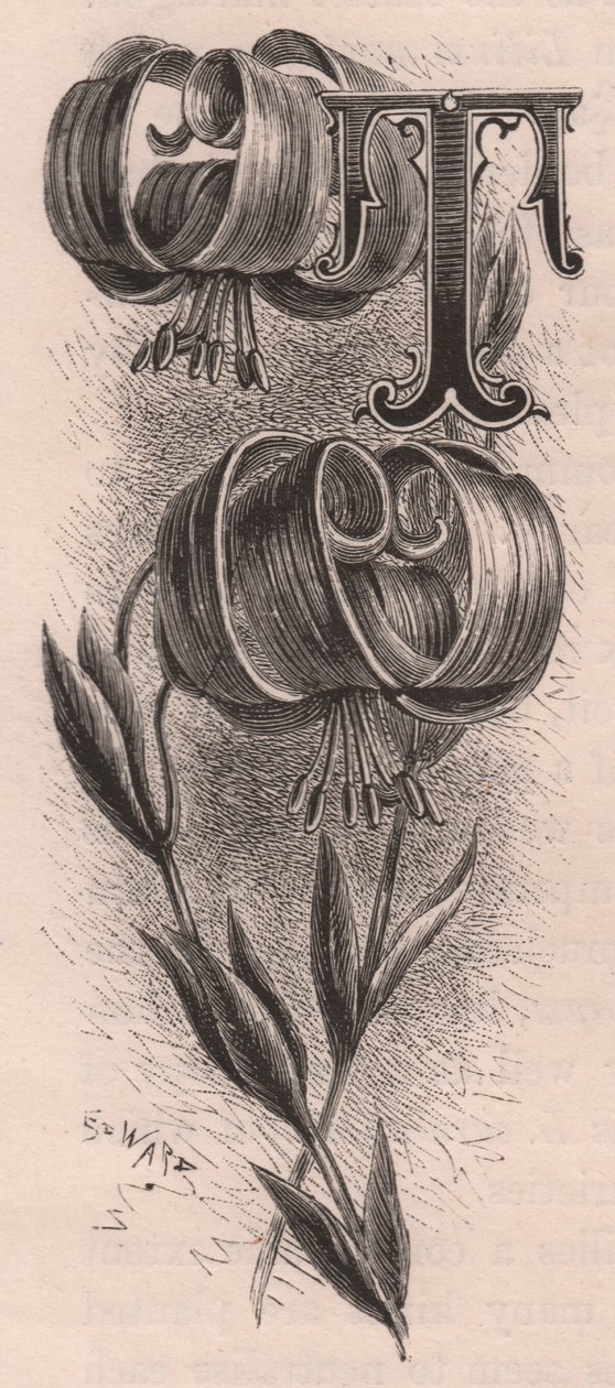 Litera T, litera typu drop cap, rycina, cm 10x5, autor: Frederick Edward Hulme (1841-1909) z albumu Znajomy kwiat ogrodowy, ok. 1880 r. autorstwa Frederick Edward Hulme