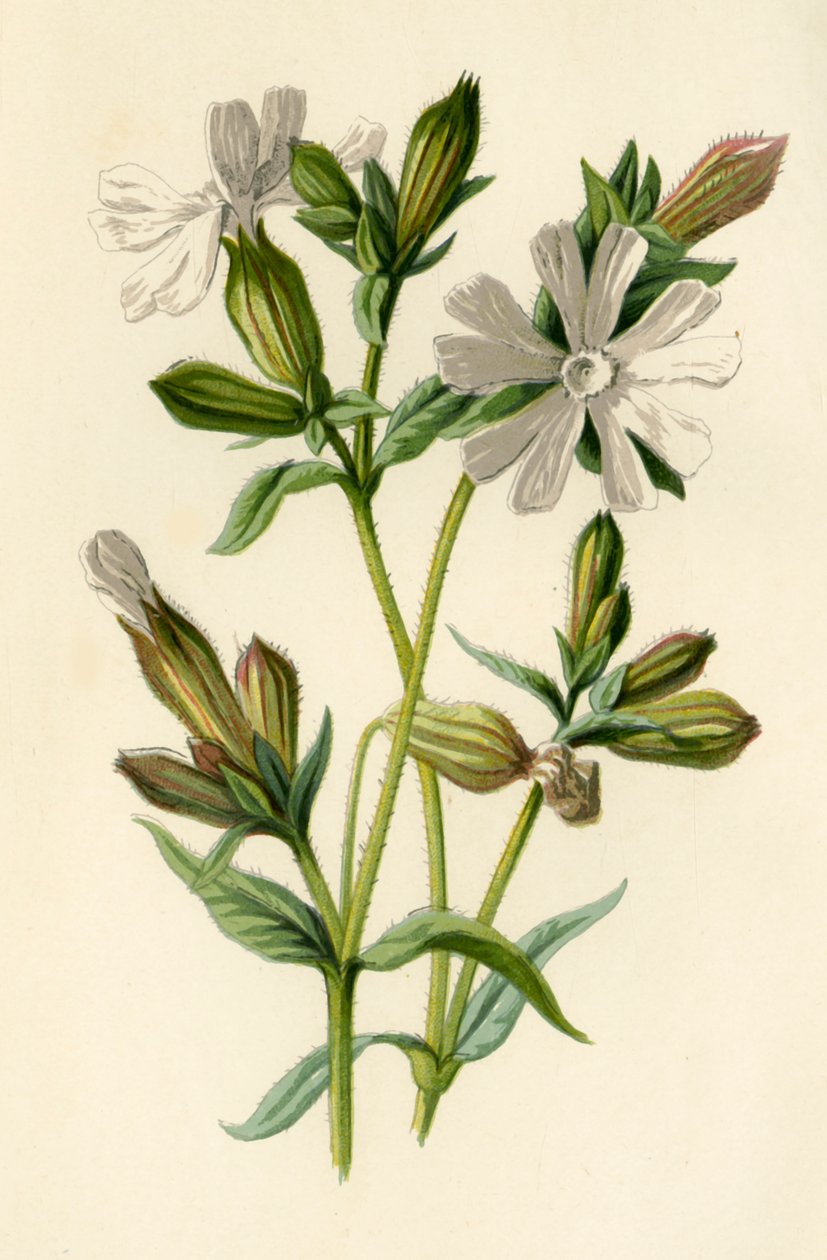 Biała Obóz, 1877. autorstwa Frederick Edward Hulme