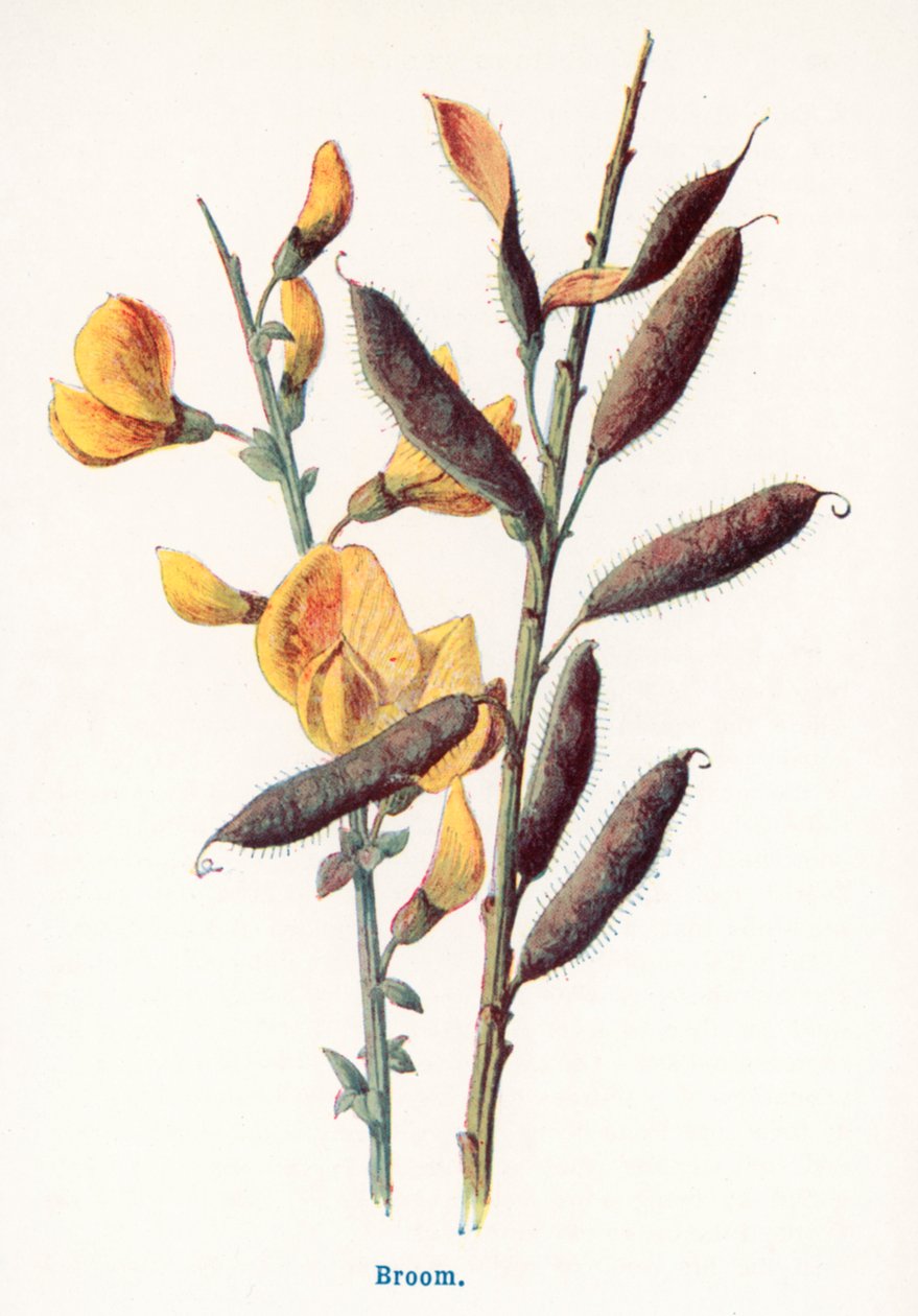  autorstwa Frederick Edward Hulme