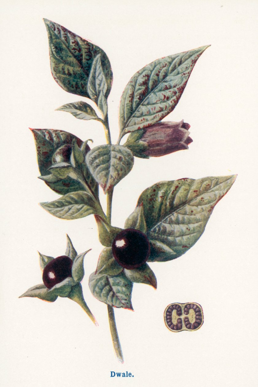  autorstwa Frederick Edward Hulme