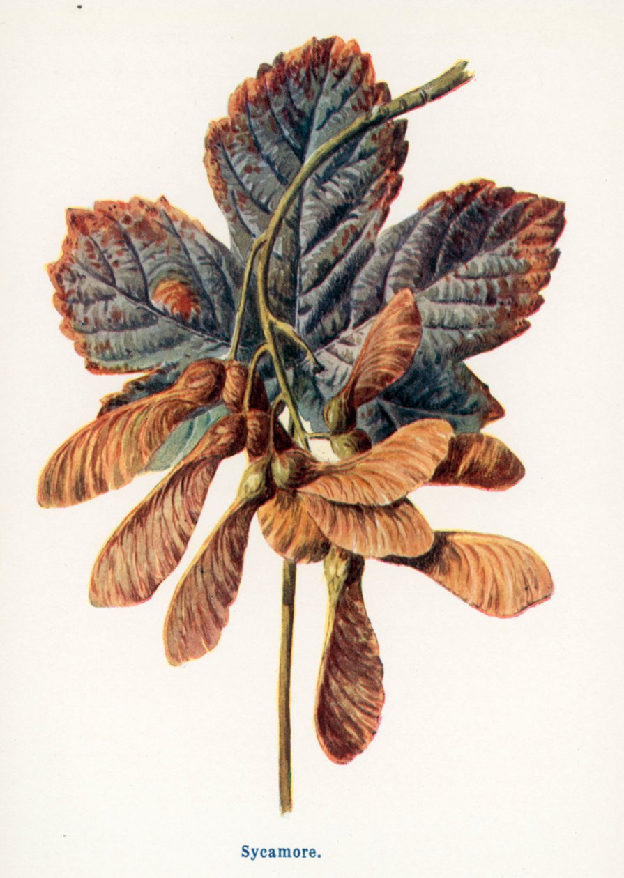  autorstwa Frederick Edward Hulme