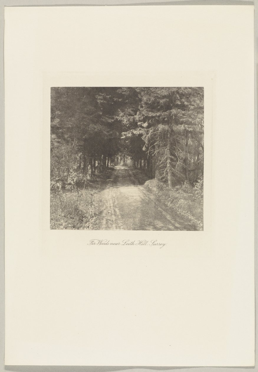 Lasy jodłowe w pobliżu Leith Hill, Surrey autorstwa Frederick H. Evans