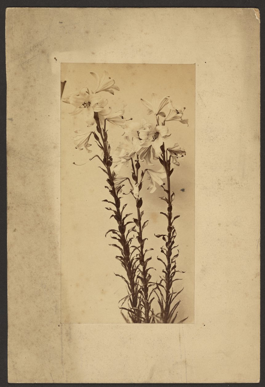[Day Lily] autorstwa Frederick H. Hollyer