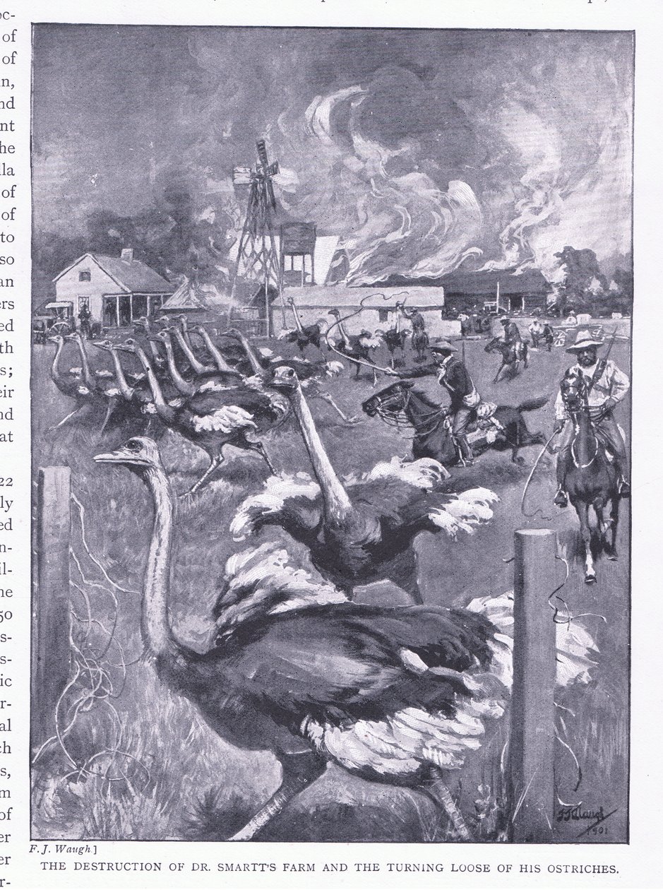 Zniszczenie farmy Dr Smarts i uwolnienie strusi, z After Pretoria: The Guerilla War wydanego przez Harmsworth Bros Limited, 1901 autorstwa Frederick Judd Waugh