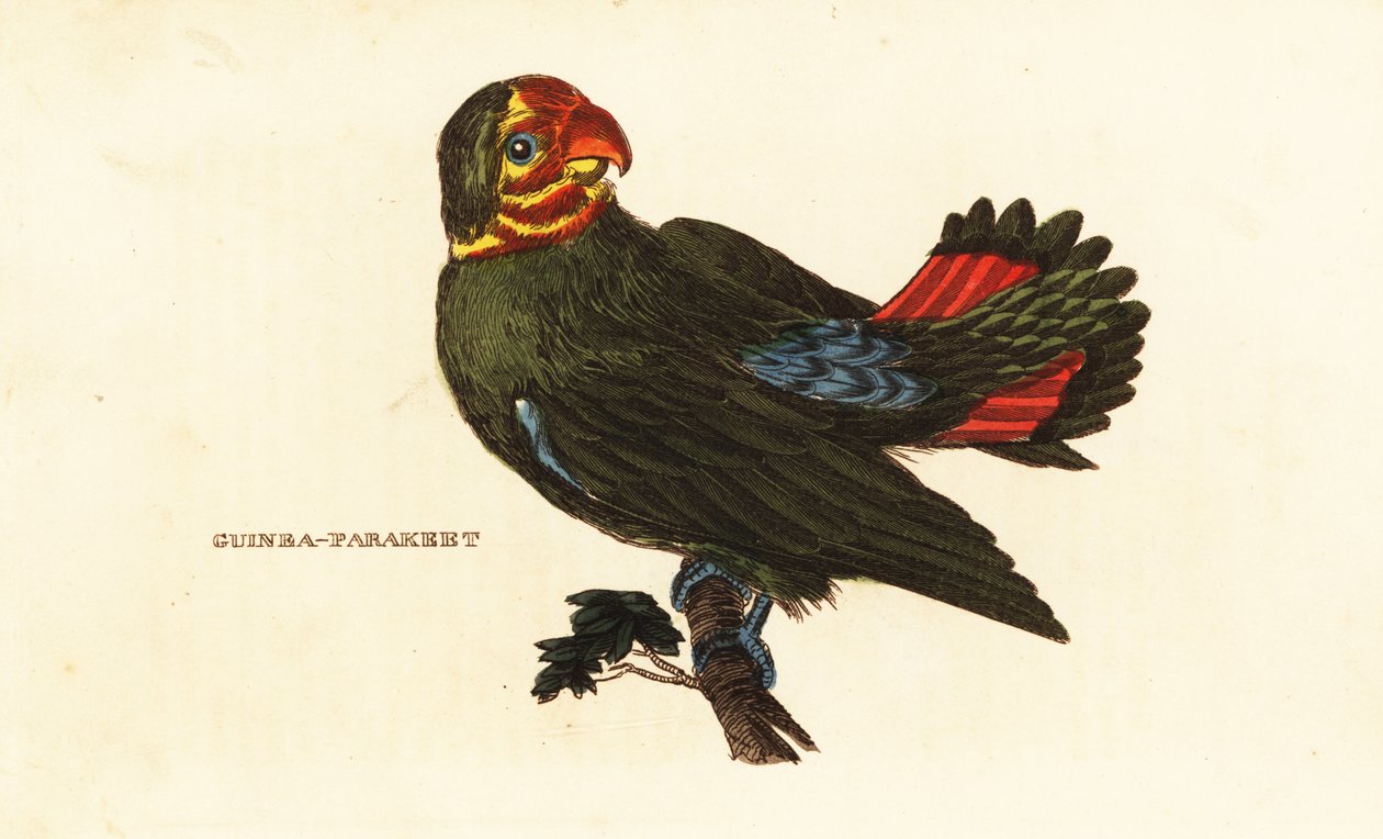 Nierozłączka rudowłosa , Agapornis pullarius autorstwa Frederick Polydor (after) Nodder