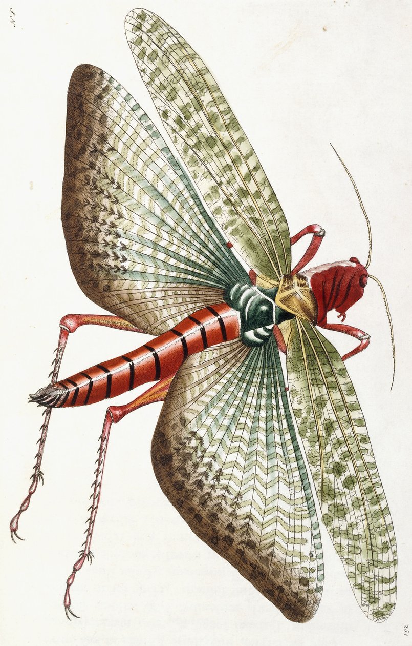 szarańcza egipska, 1790 autorstwa Frederick Polydor Nodder