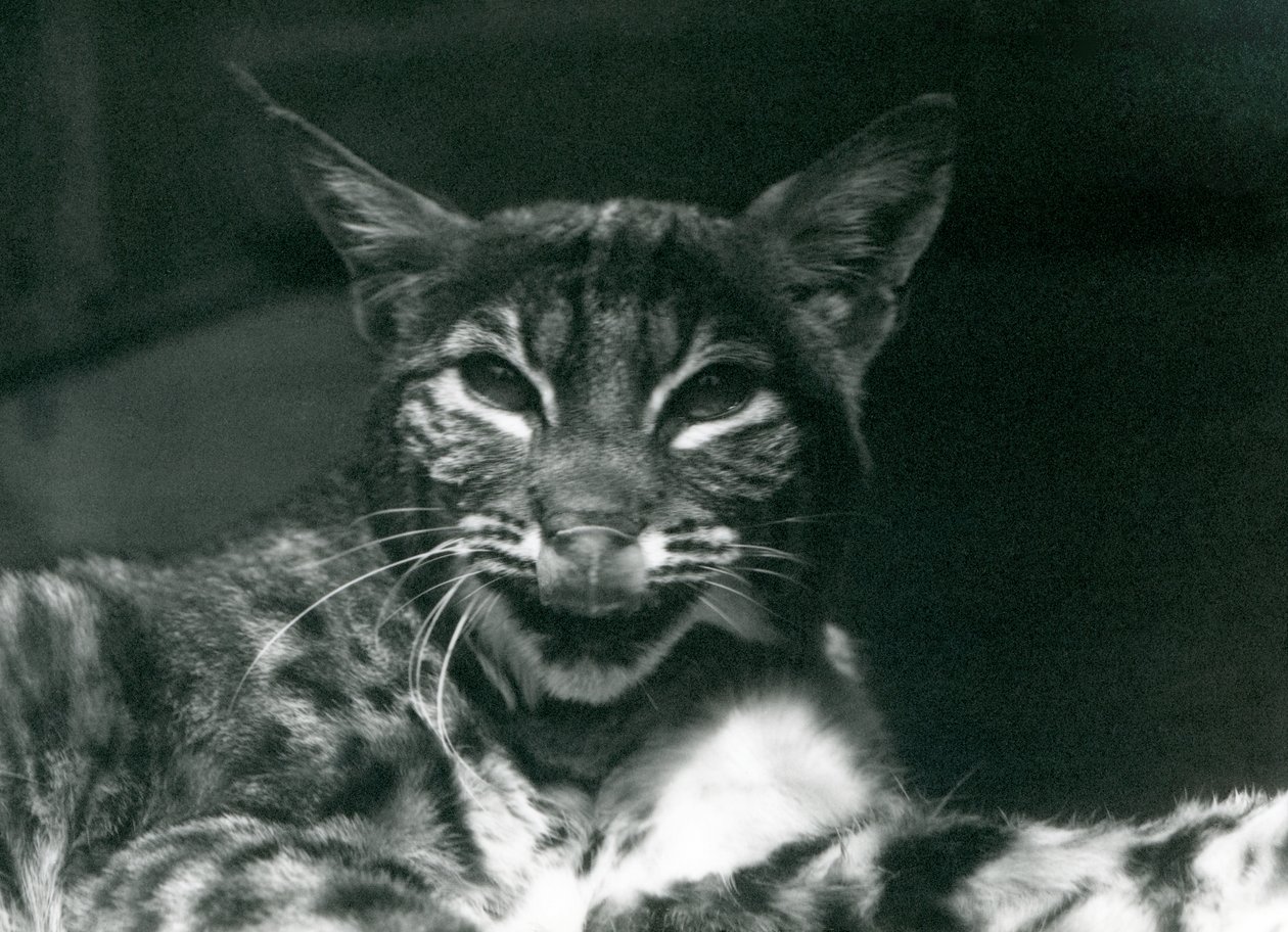 Mały Ryś Bobcat oblizujący usta, Londyńskie Zoo, czerwiec 1925 autorstwa Frederick William Bond