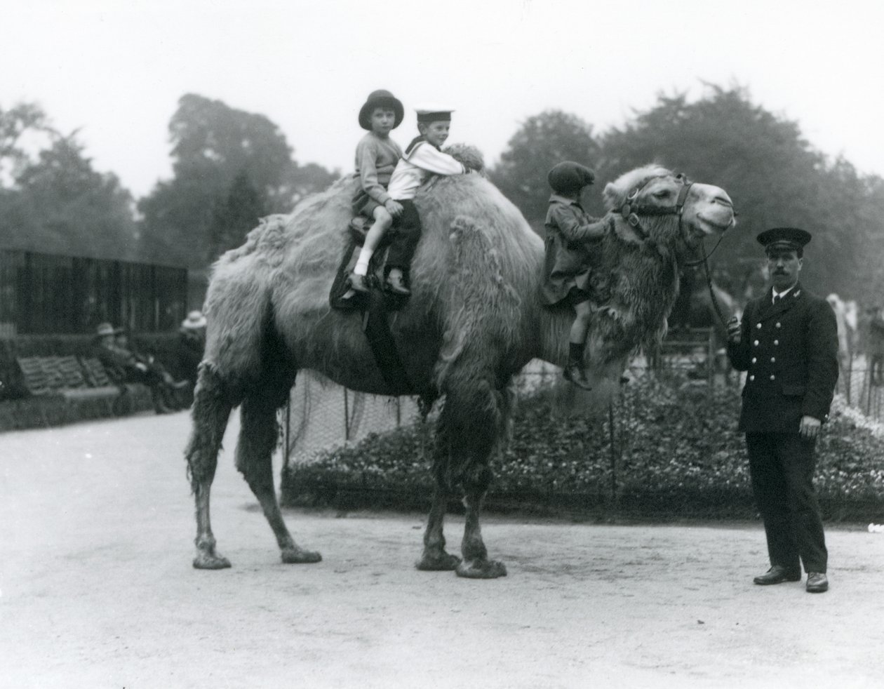Przejażdżka na wielbłądzie dwugarbnym z opiekunem Harrym Warwickiem w londyńskim zoo, czerwiec 1924 autorstwa Frederick William Bond