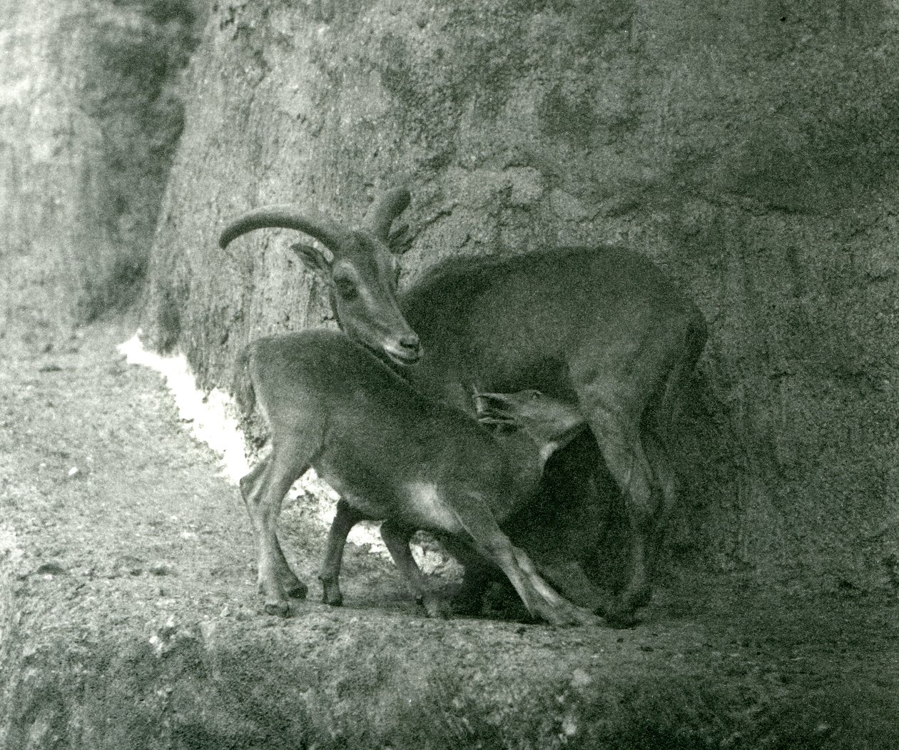 Owca berberyjska AoudadWaddanAruiArruis karmi swoje jagnię na tarasach Mappin, londyńskie zoo, sierpień 1927 autorstwa Frederick William Bond