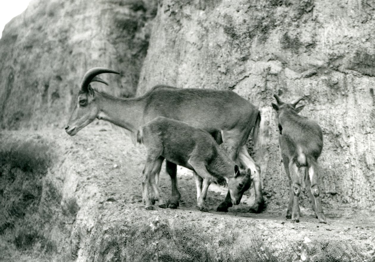 Owca berberyjska/Aoudad/Waddan/Arui/Arruis stojąca z dwójką młodych na tarasach Mappin, londyńskie zoo, sierpień 1927 (zdjęcie czarno-białe) autorstwa Frederick William Bond