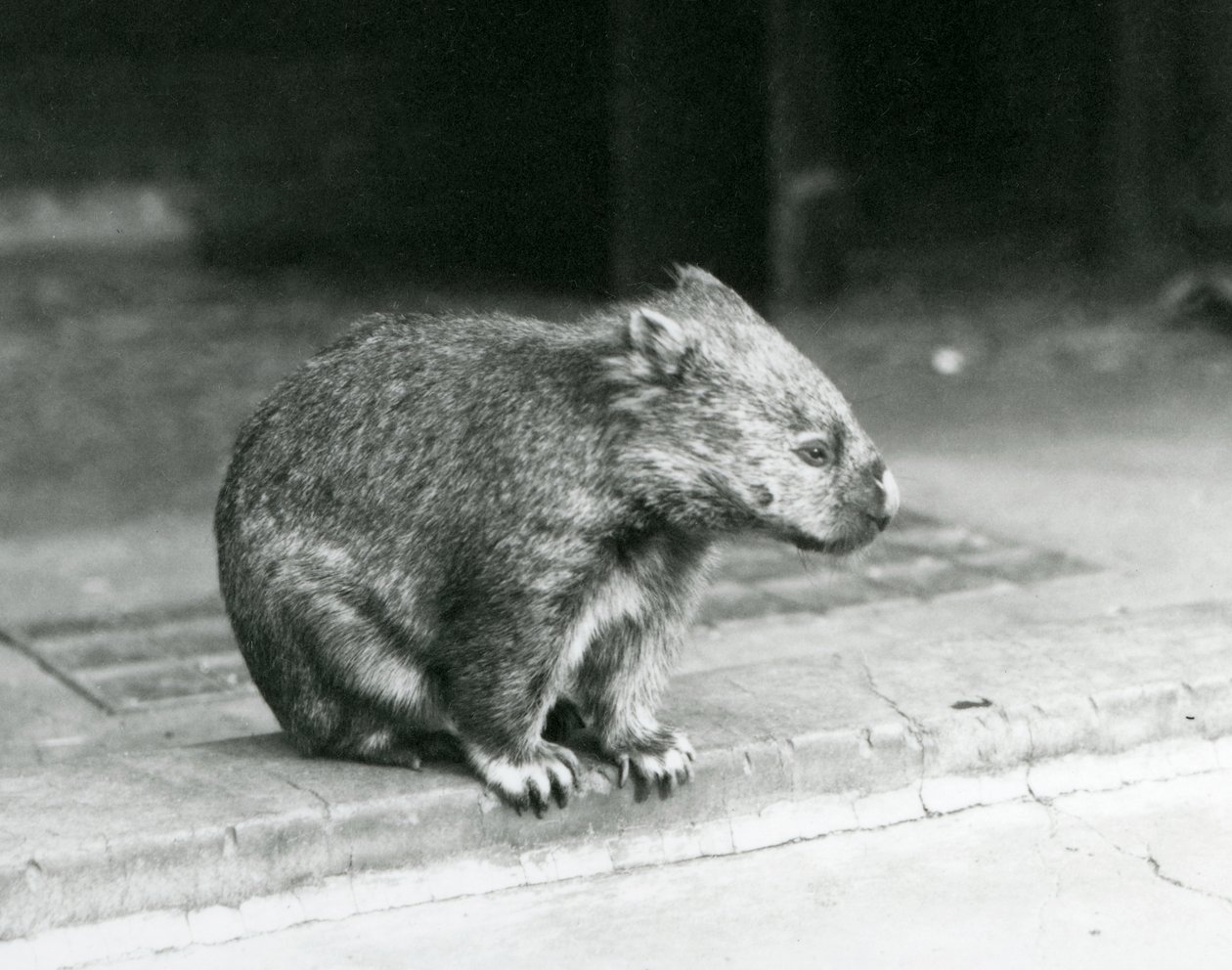 Wombat z gołym nosem / pospolitym / grubowłosym siedzący na ziemi w londyńskim zoo w 1929 r. (zdjęcie czarno-białe) autorstwa Frederick William Bond