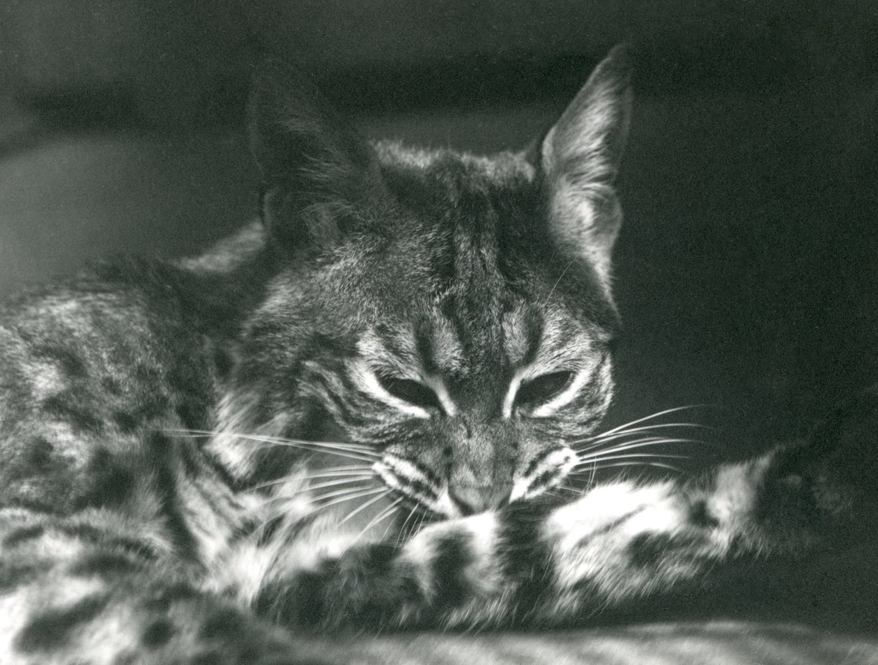 Pielęgnacja Bay Lynx Bobcat autorstwa Frederick William Bond