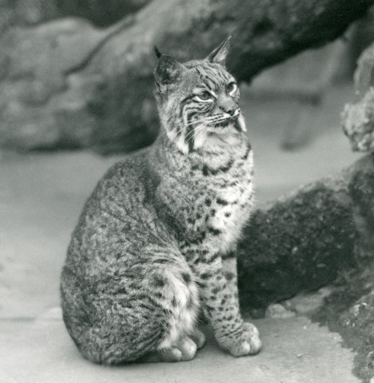 Bay Lynx lub Bobcat siedzący w londyńskim zoo, marzec 1927 autorstwa Frederick William Bond