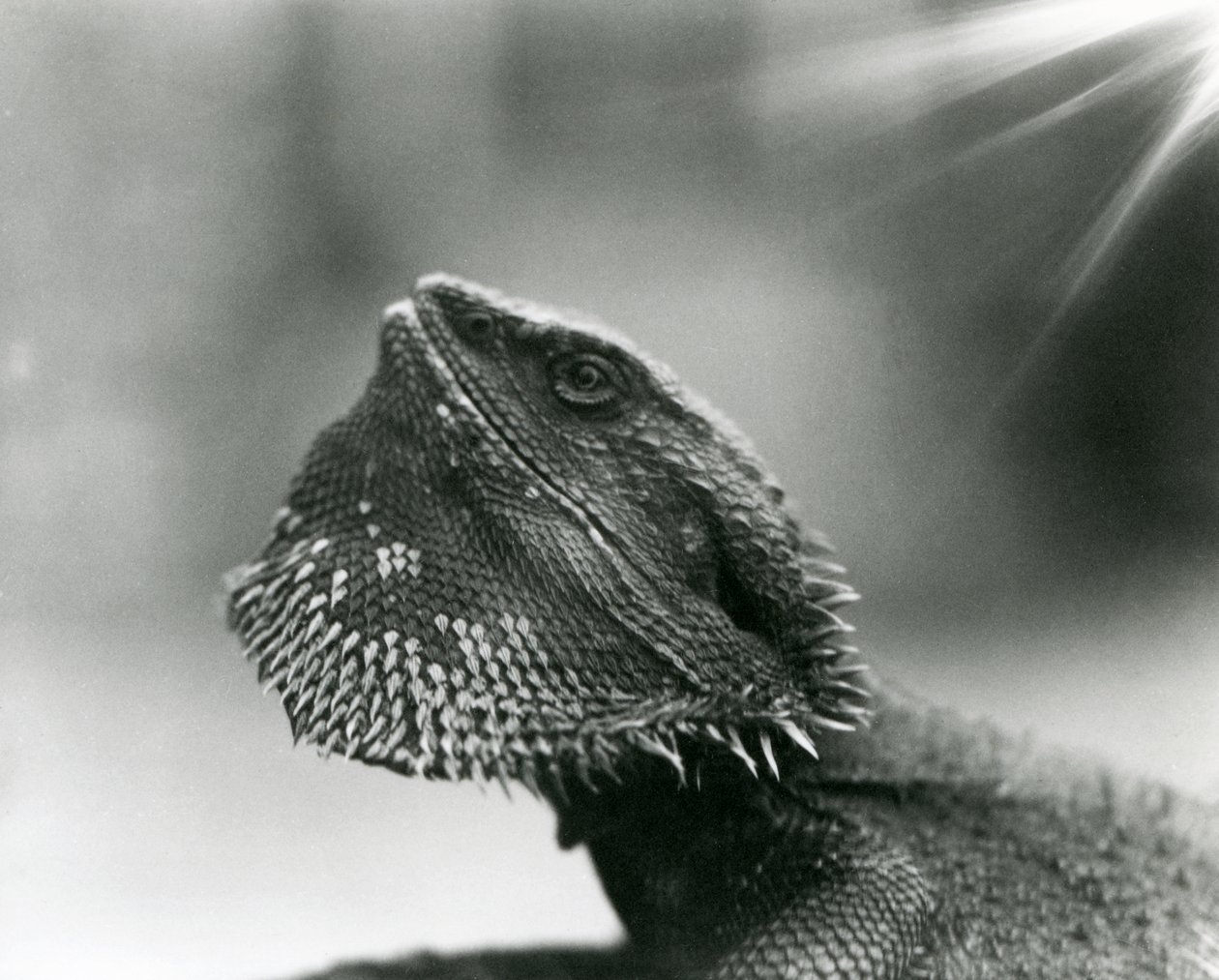 Brodaty Lizard patrzący na londyńskie zoo w 1930 roku (zdjęcie czarno-białe) autorstwa Frederick William Bond