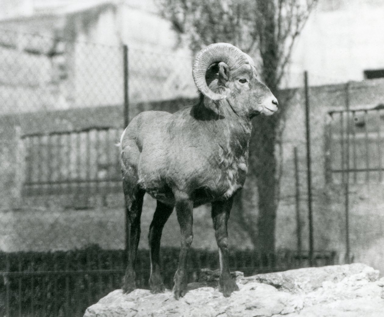 Baran Bighorn Sheep stojący na skale z widokiem na swoją zagrodę u podnóża Mappin Terraces w londyńskim zoo. 1931 (zdjęcie czarno-białe) autorstwa Frederick William Bond