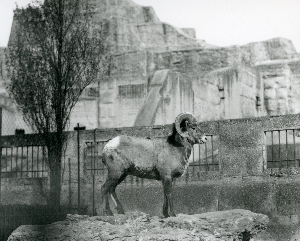 Baran Bighorn Sheep stojący na skale z widokiem na swoją zagrodę u podnóża Mappin Terraces w londyńskim zoo. 1931 (zdjęcie czarno-białe) autorstwa Frederick William Bond