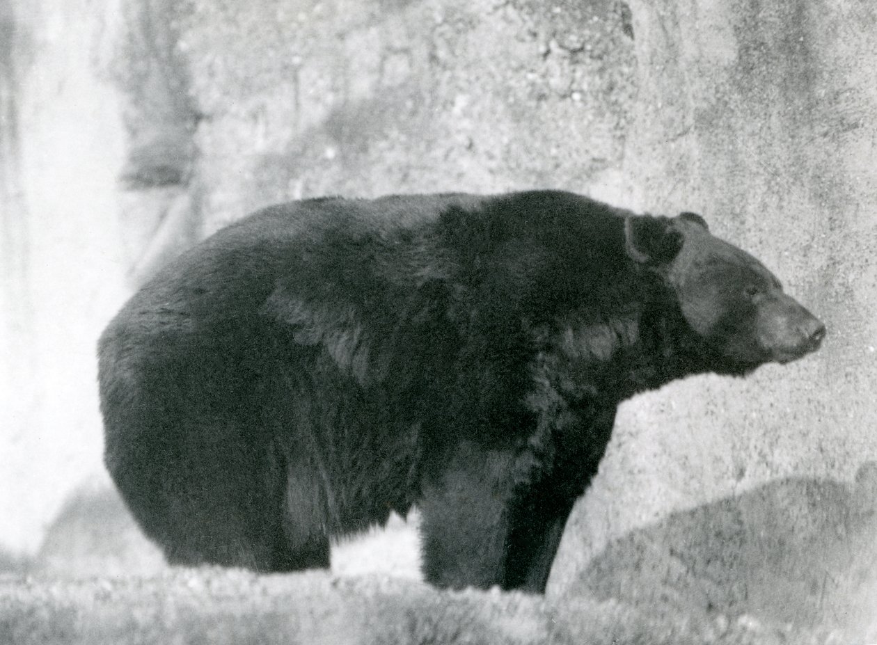 Czarny niedźwiedź stojący w swoim wybiegu, na tarasach Mappin, w londyńskim zoo w 1924 r. (zdjęcie czarno-białe) autorstwa Frederick William Bond