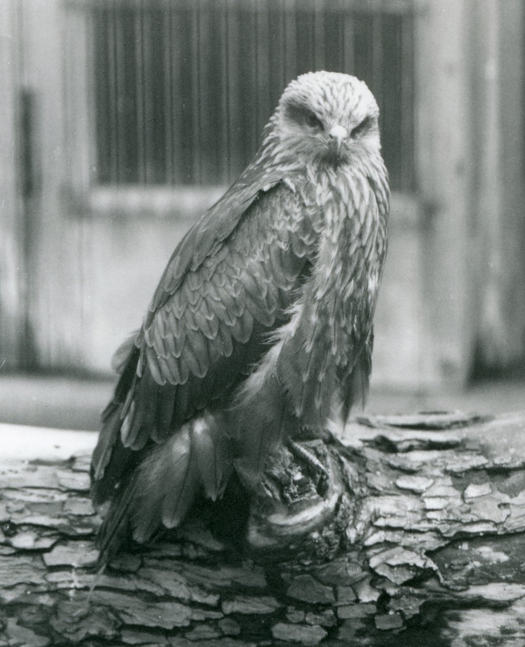 Kania czarna odpoczywająca na kłodzie, londyńskie zoo, sierpień 1926 (zdjęcie czarno-białe) autorstwa Frederick William Bond
