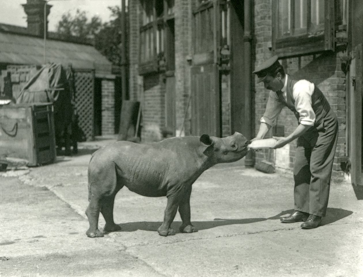 Cielę czarnego nosorożca karmione butelką przez opiekuna, londyńskie zoo, wrzesień 1928 r. autorstwa Frederick William Bond