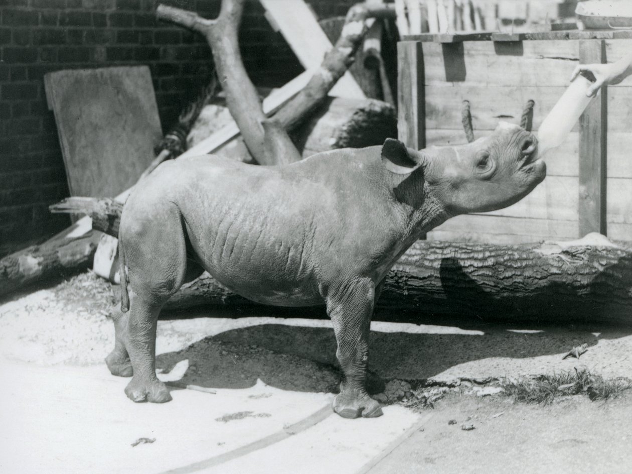 Cielę czarnego nosorożca karmione butelką przez opiekuna, londyńskie zoo, wrzesień 1928 r. autorstwa Frederick William Bond