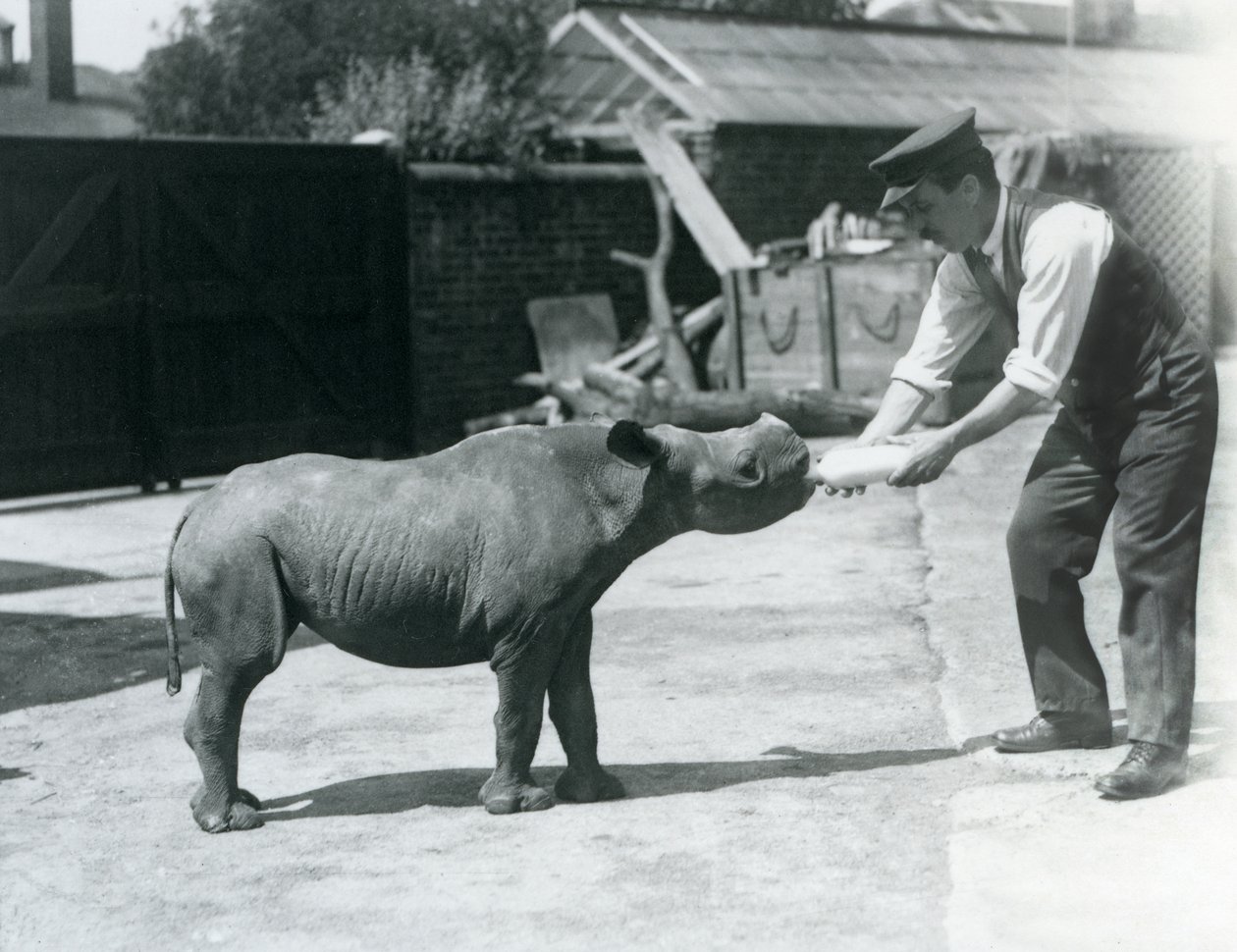 Cielę czarnego nosorożca karmione butelką przez opiekuna, londyńskie zoo, wrzesień 1928 r. autorstwa Frederick William Bond