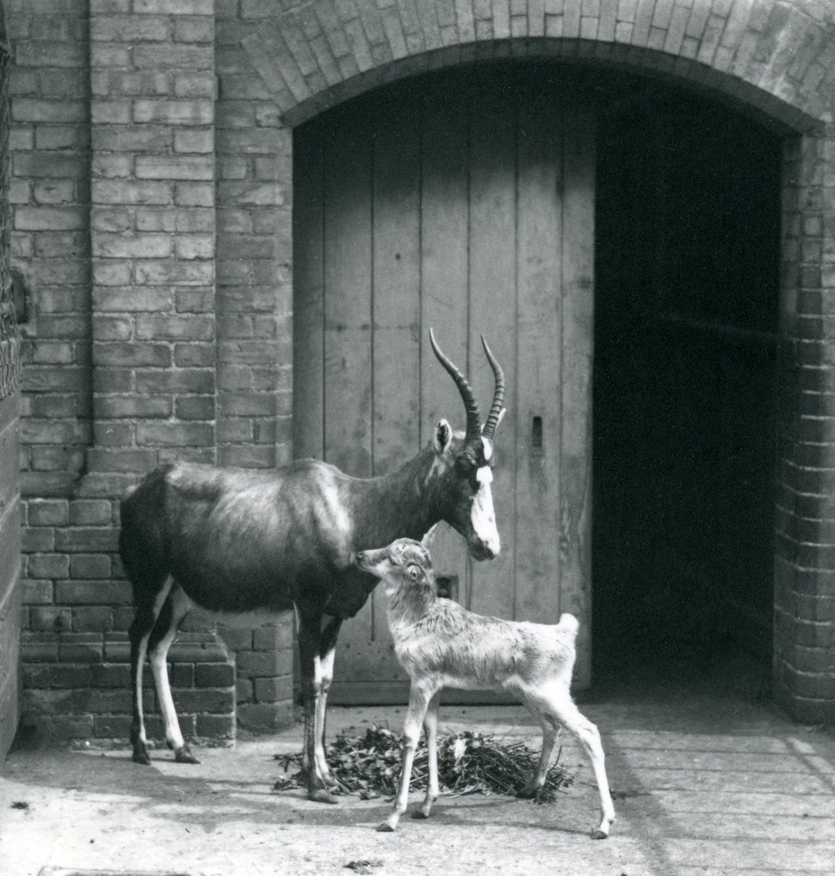 Cielę blesboka z matką w londyńskim zoo, czerwiec 1914 r. autorstwa Frederick William Bond