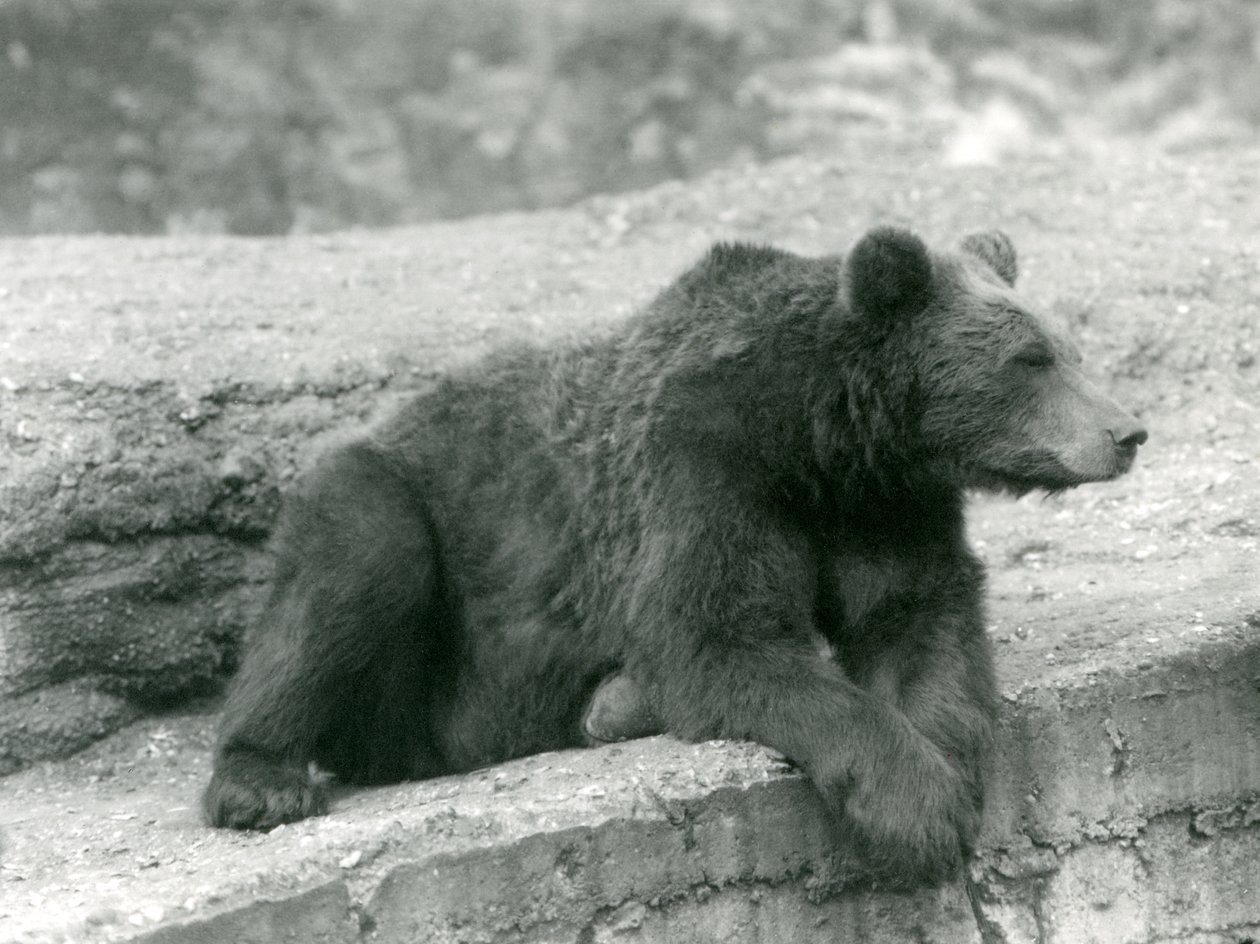 Niedźwiedź brunatny odpoczywający na półce skalnej w londyńskim zoo w 1924 r. autorstwa Frederick William Bond