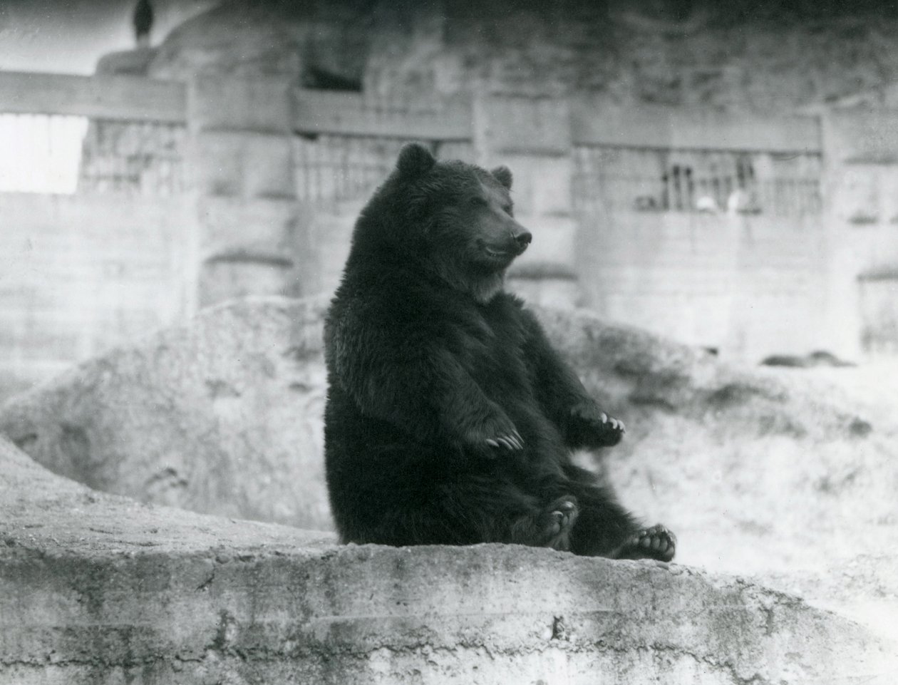 Niedźwiedź brunatny siedzący na wybiegu u podnóża tarasów Mappin w londyńskim zoo, wrzesień 1921 r. autorstwa Frederick William Bond